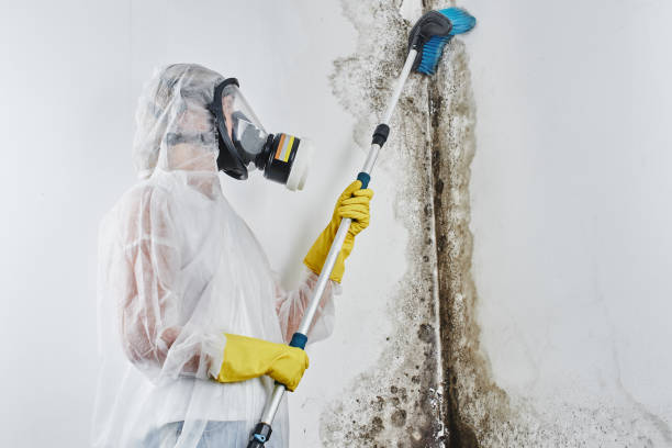 Best Mold Cleaning Services  in York, PA