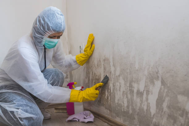 Best Crawl Space Mold Removal  in York, PA