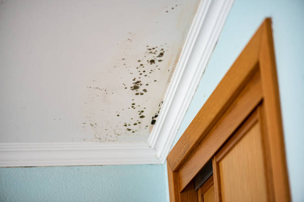 Best Mold Testing  in York, PA