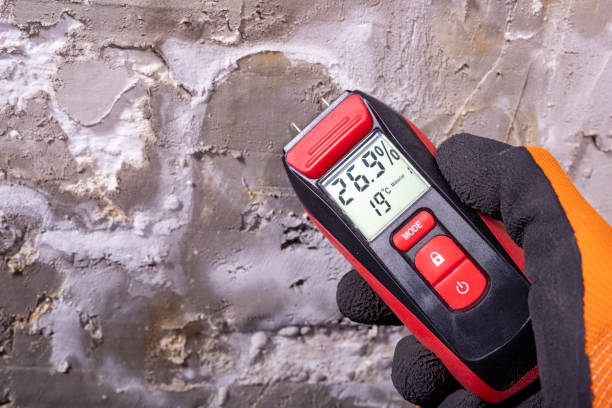 Best Black Mold Removal  in York, PA