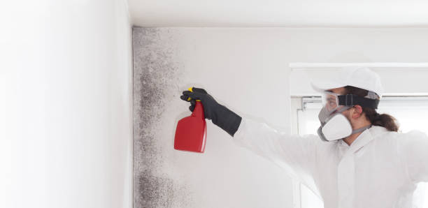 Best Professional Mold Removal  in York, PA