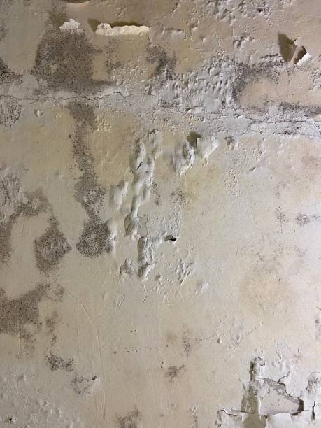 Best Residential Mold Removal  in York, PA
