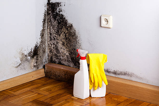 Crawl Space Mold Removal in York, PA
