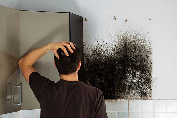 Best Mold Testing  in York, PA