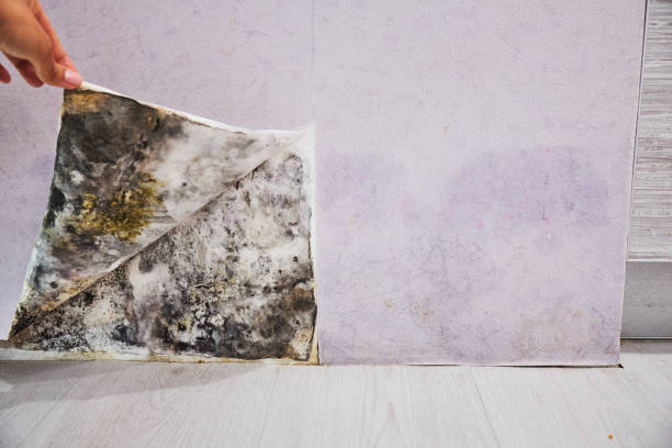 Best Local Mold Removal Service  in York, PA